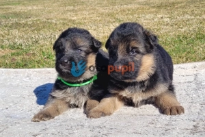 Owczarek niemiecki ZKwP FCI